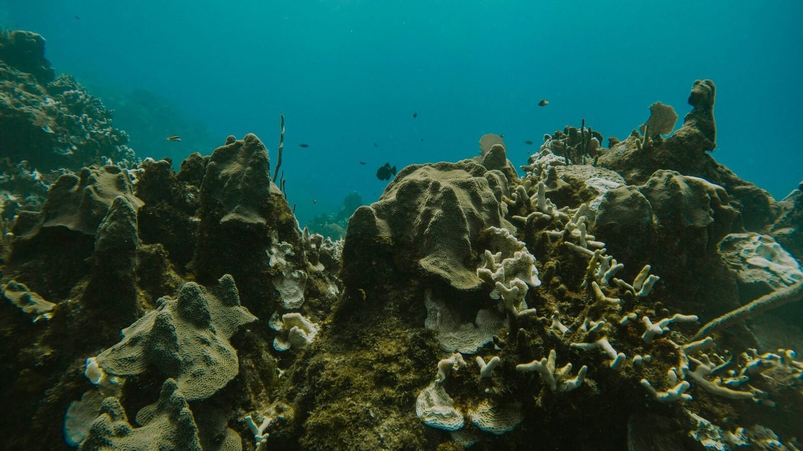 Underwater coral reef on the east end of Grand Cayman, Cayman Islands; archival photograph by Conner Baker