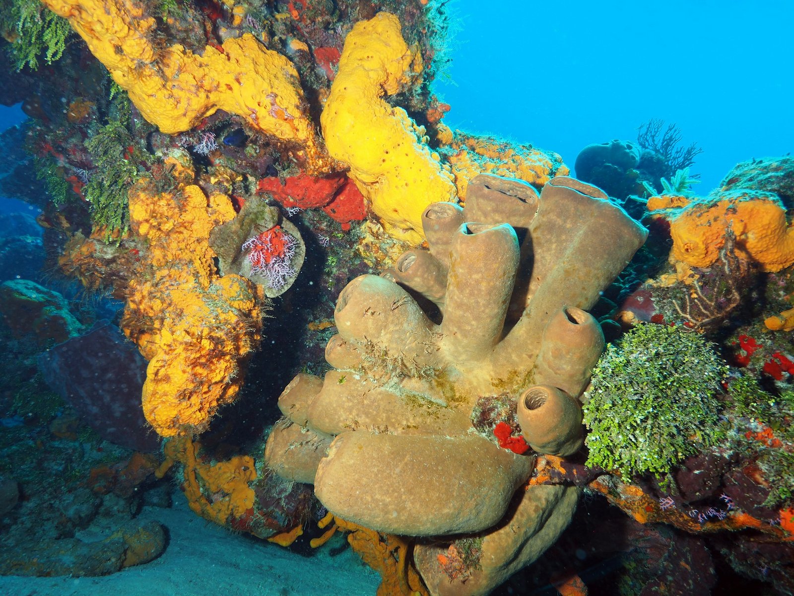 Detalle de corales en el arrecife de Cozumel, Quintana Roo; fotografía ilustrativa de Tam Minton