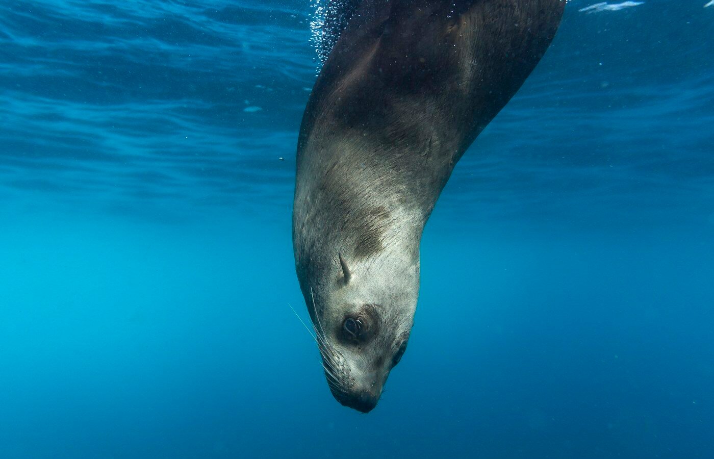 Lobo marino nadando bajo la superficie del agua