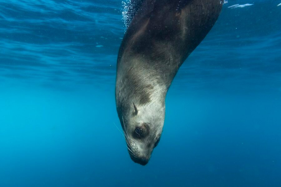 Lobo marino nadando bajo la superficie del agua