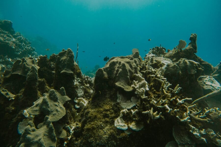 Recife de coral submerso no leste de Grand Cayman, Ilhas Cayman; fotografia de arquivo de Conner Baker