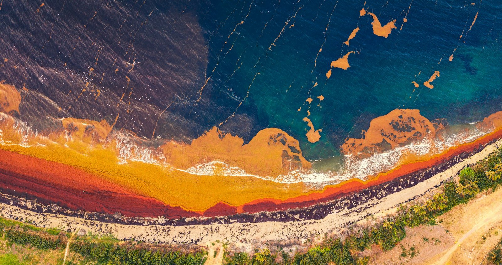 Vista aérea del sargazo junto a una costa del mar Caribe, foto de archivo de Hugh Whyte