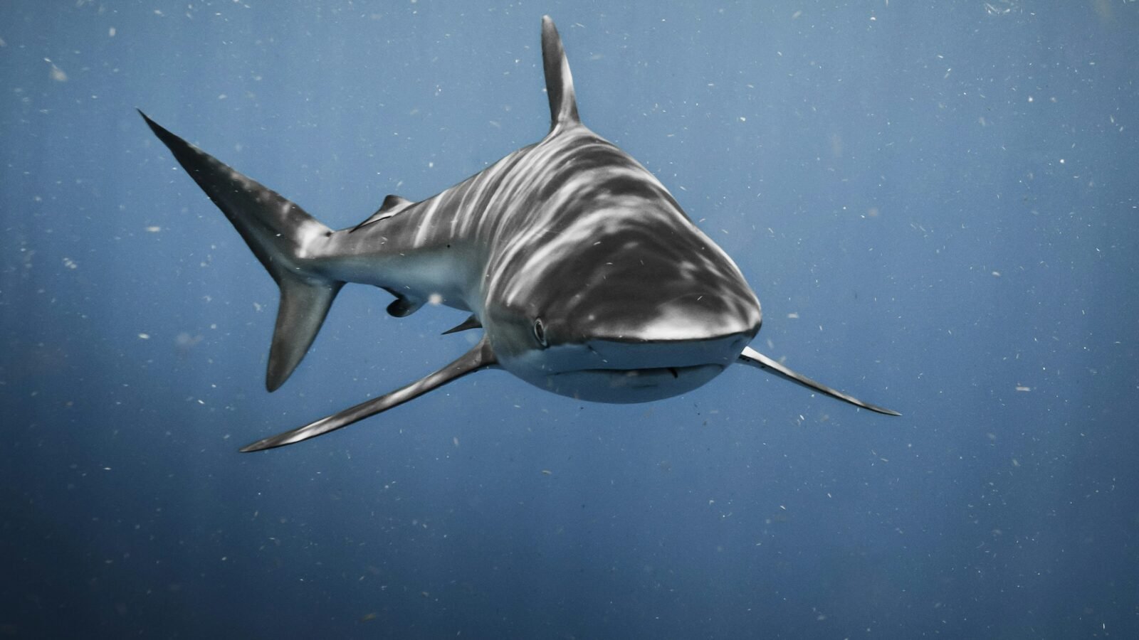 Tiburón nadando en aguas azules profundas, fotografía de Chase Baker en Florida