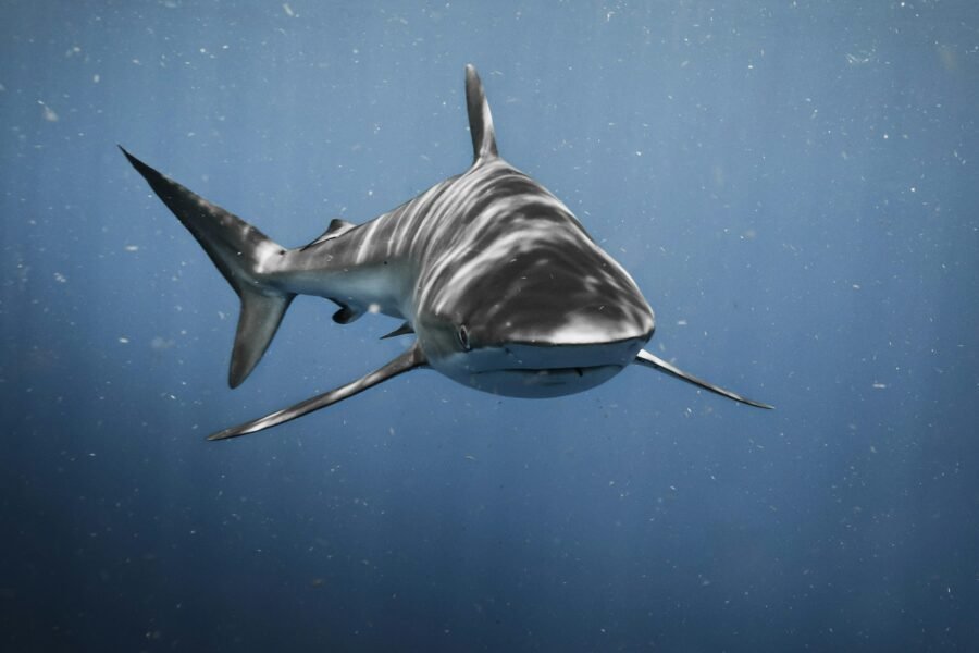 Tiburón nadando en aguas azules profundas, fotografía de Chase Baker en Florida