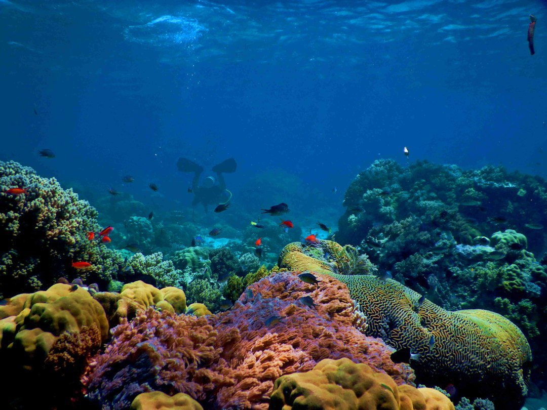 Peces nadan sobre un arrecife submarino